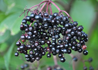 Bunch of elderberries with ripe berries
