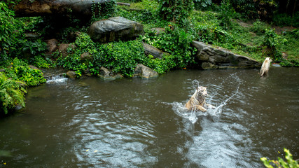 Naklejka na ściany i meble two white tigers swim and catch food in the jungle. the tiger's mouth a deft leap for food