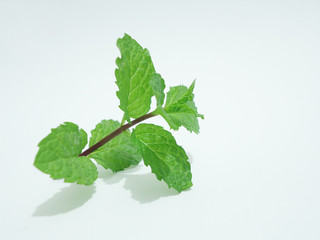 green leaves of mint