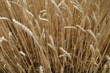 Fototapeta premium Wheat field close-up with blur effect.