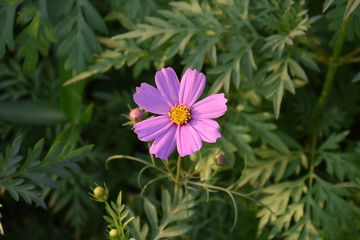 Cosmos flowers in the afternoon of the day.