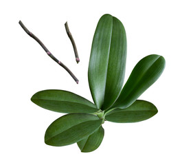 a set of orchid leaves, stem, branch and buds isolated
