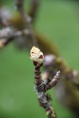 Pear bud spring branch orchard
