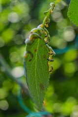 Obraz premium caterpillars on leaf