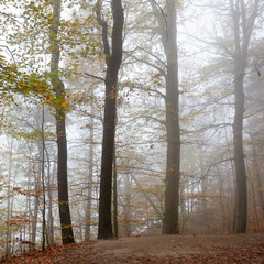 Nebel im Buchenwald, Bastei, Nationalpark Sächsische Schweiz, Elbsandsteingebirge, Sachsen, Deutschland, Europa