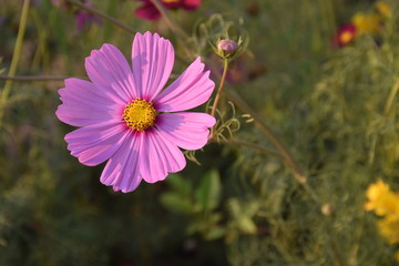 Cosmos flowers in the afternoon of the day.