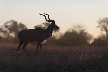 Kudu deer in the wilderness of Africa