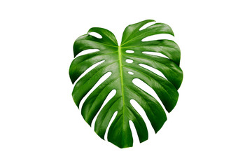 Naklejka na ściany i meble Tropical Leaf Monstera on a white background. A single green leaf of an exotic plant.