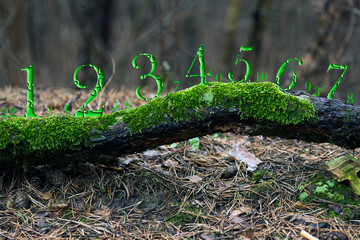 Green numbers walk through the woods, numerology