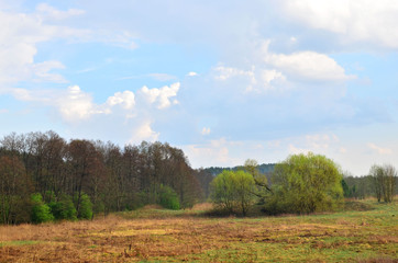 Fototapeta premium View of a field with green trees against a blue sky
