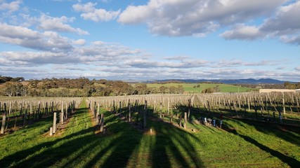 Fototapeta premium wineyard