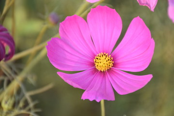 Cosmos flowers in the afternoon of the day.