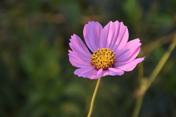 Fototapeta premium Cosmos flowers in the afternoon of the day.