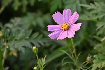 Obraz premium Cosmos flowers in the afternoon of the day.