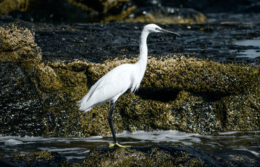 White Egret standing on a shore, hunting for food