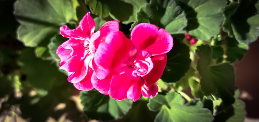 pink and white tulips