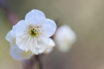【日本の春】八重梅の花（白梅）