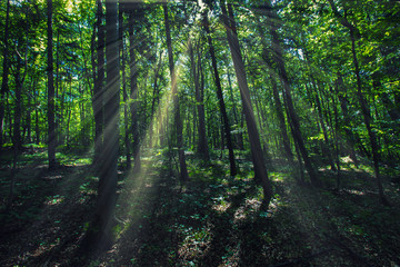 sun rays in green forest
