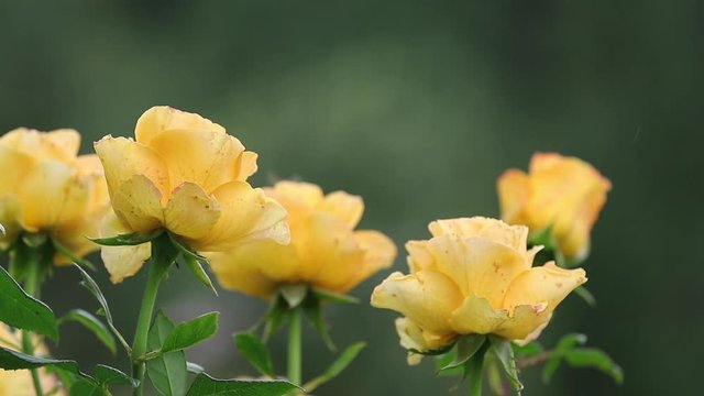 Beautiful yellow roses on green branch on plain green dark background in the garden. Artistic image video of colorful flower for greeting cards. 