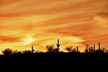 Fototapeta na wymiar Sunset over Cacti