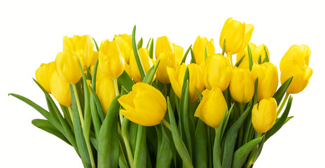 A large bouquet of flowers of yellow tulips (lily family, Liliaceae) isolated on white background, including clipping path.