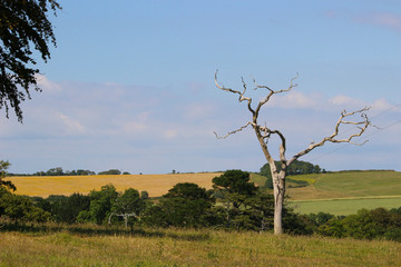 Fototapeta na wymiar Birch tree in St Austell fields, Cornwall