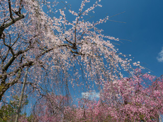 紅枝垂桜と青空
