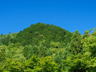 Fototapeta na wymiar 五月の新緑が茂る山
