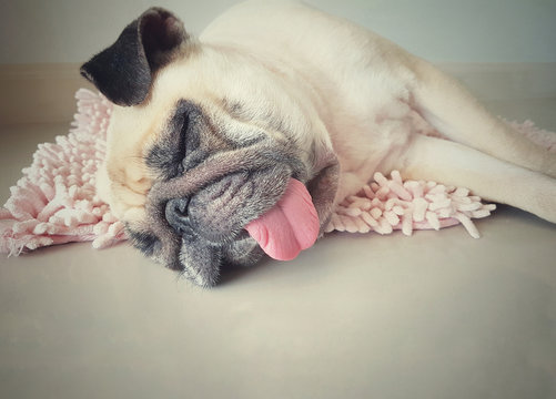 Cute pug dog sleep rest on the floor, over the mat and tongue sticking out in the lazy time.