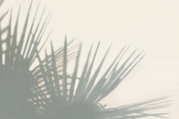 Gray shadow of natural palm leaves abstract background  falling on white wall texture