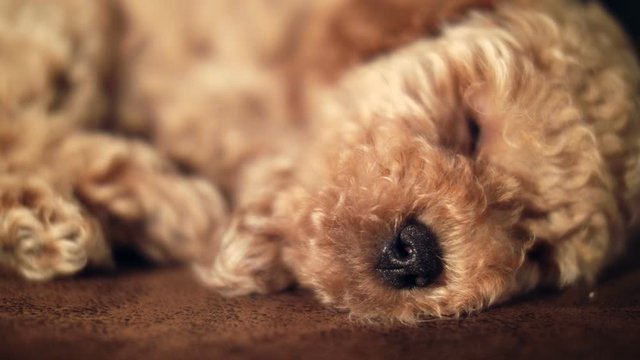 Adorable puppy poodle sleeping on floor