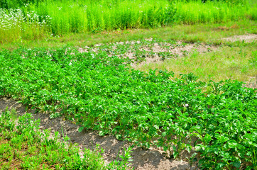 Fototapeta na wymiar Plantation with green bushes of bio potatoes growing in the ground. Vegetable bush potato plant growing in garden. Growing organic vegetables in the field. Agriculture and farming background
