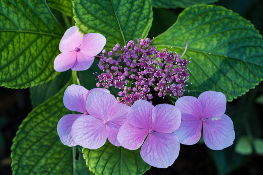 Tellerhortensie Bilder: Malen mit Freude und Fantasie