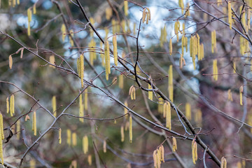 Nussbaum im Frühling