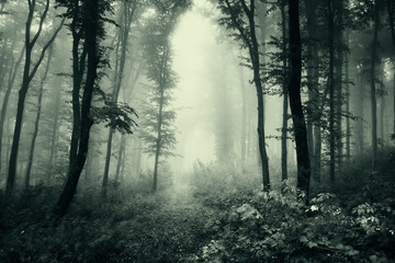 dark horror forest landscape, mysterious dark woods