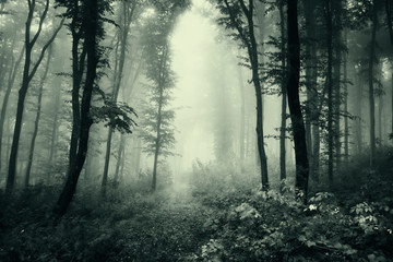 Obraz premium dark horror forest landscape, mysterious dark woods