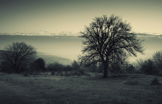tree on meadow at twilight, dark landscape © andreiuc88