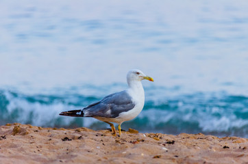 Fototapeta na wymiar Seagulls walking on the sand of the sea in the Algarve