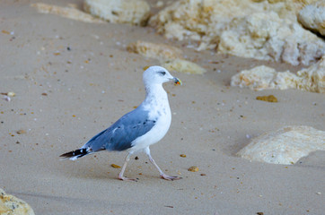 Seagulls walking on the sand of the sea in the Algarve