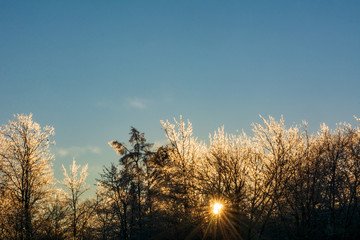 Morning sunlight shines through a grove of ice-encrusted trees after a winter storm