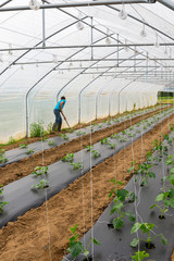 France.  Picardie. Agriculteur cultivant  des légumes sous serre. Farmer growing vegetables in a greenhouse.