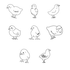 Set of Chicken hand drawn line drawing. Contour drawing.Scrawl.Drawing for the Easter holiday. Little chicken.Bird house.Vector