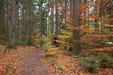 Obraz premium Weg durch den Herbstwald, Nationalpark Sächsiche Schweiz, Elbsandsteingebirge, Sachsen, Deutschland, Europa