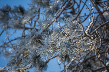 Sunlight shines through ice- and snow-encrusted trees after a winter storm