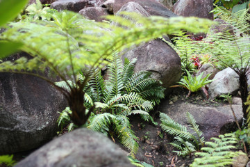 green moss on a tree