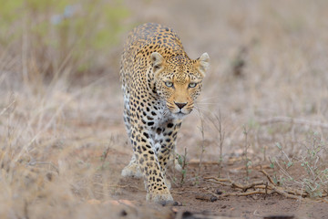 Fototapeta premium Leopard in the wilderness of Africa