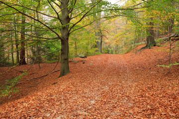 Deutschland, Sachsen, Elbsandsteingebirge, Nationalpark S&auml;chsiche Schweiz, Herbstwald, Weg