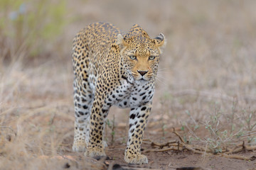 Fototapeta na wymiar Leopard in the wilderness of Africa