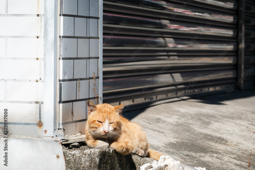 Canvas Prints stray cat was sick and drooling