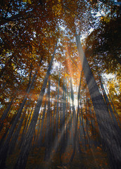 sun rays in autumn forest